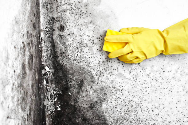 Best Mold Removal Near Me  in Hamshire, TX