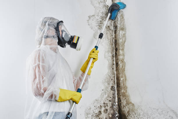 Best Mold Damage Repair  in Hamshire, TX