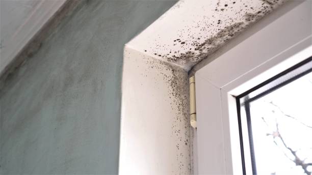 Best Fast Mold Removal  in Hamshire, TX