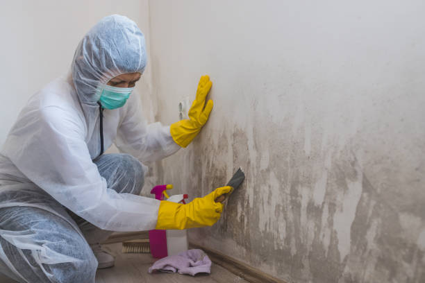 Best Mold Remediation Experts  in Hamshire, TX