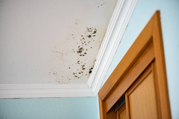 Mold Testing and Removal in Hamshire, TX