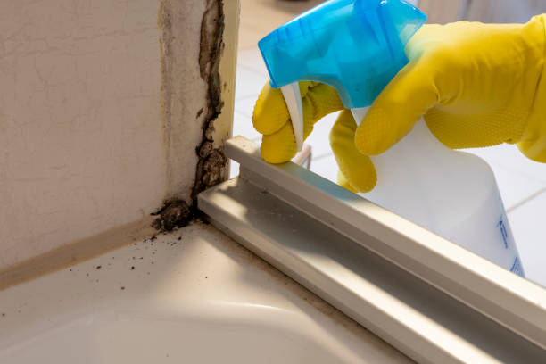 Best Best Mold Removal Companies  in Hamshire, TX