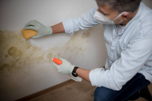 Best Office Mold Removal Services  in Hamshire, TX
