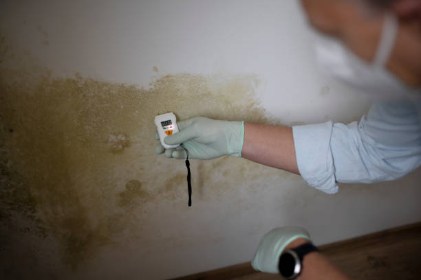 Best Mold Removal Specialists  in Hamshire, TX
