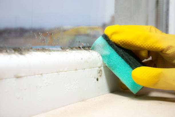 Best Local Mold Removal Service  in Hamshire, TX