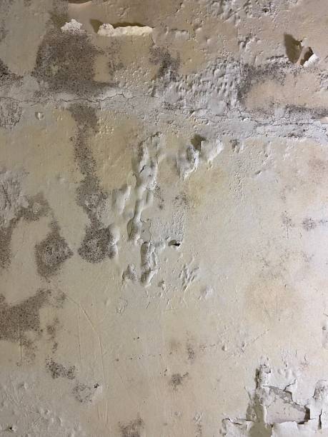 Best Toxic Mold Removal  in Hamshire, TX