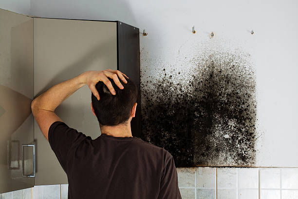 Best Attic Mold Removal  in Hamshire, TX