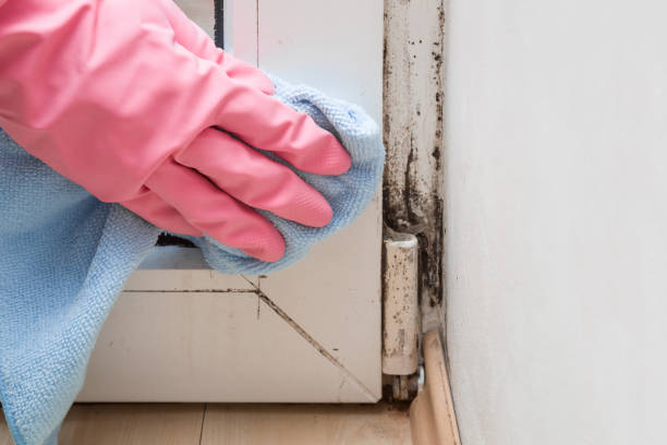 Home Mold Removal in Hamshire, TX