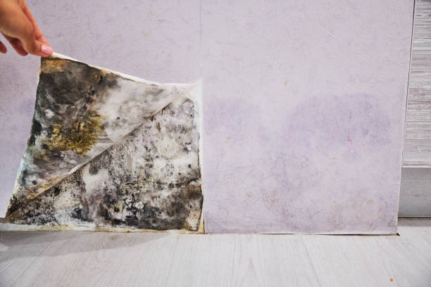 Best Local Mold Removal Service  in Hamshire, TX